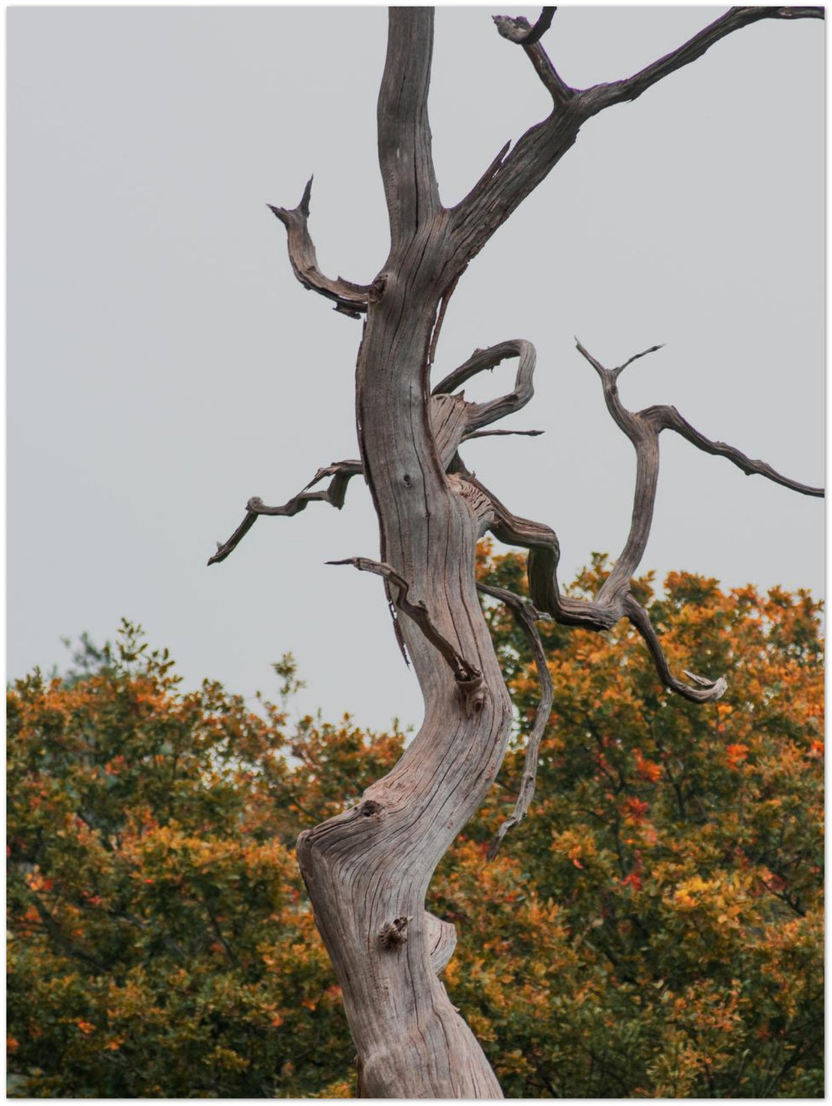 Withered Wood, shown at an angle to give a sense of depth and scale
