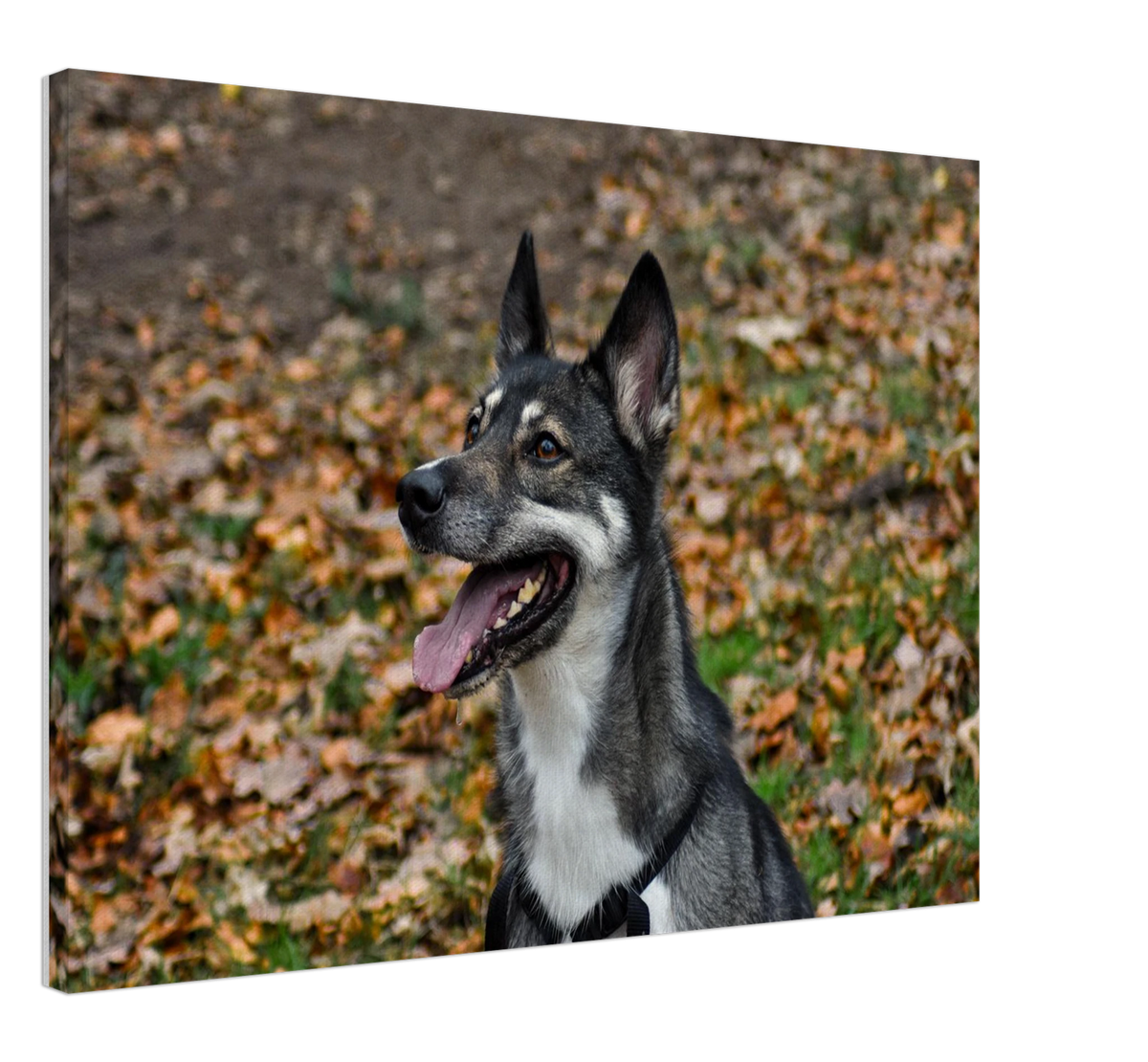 Dog Smile, shown at an angle to give a sense of depth and scale