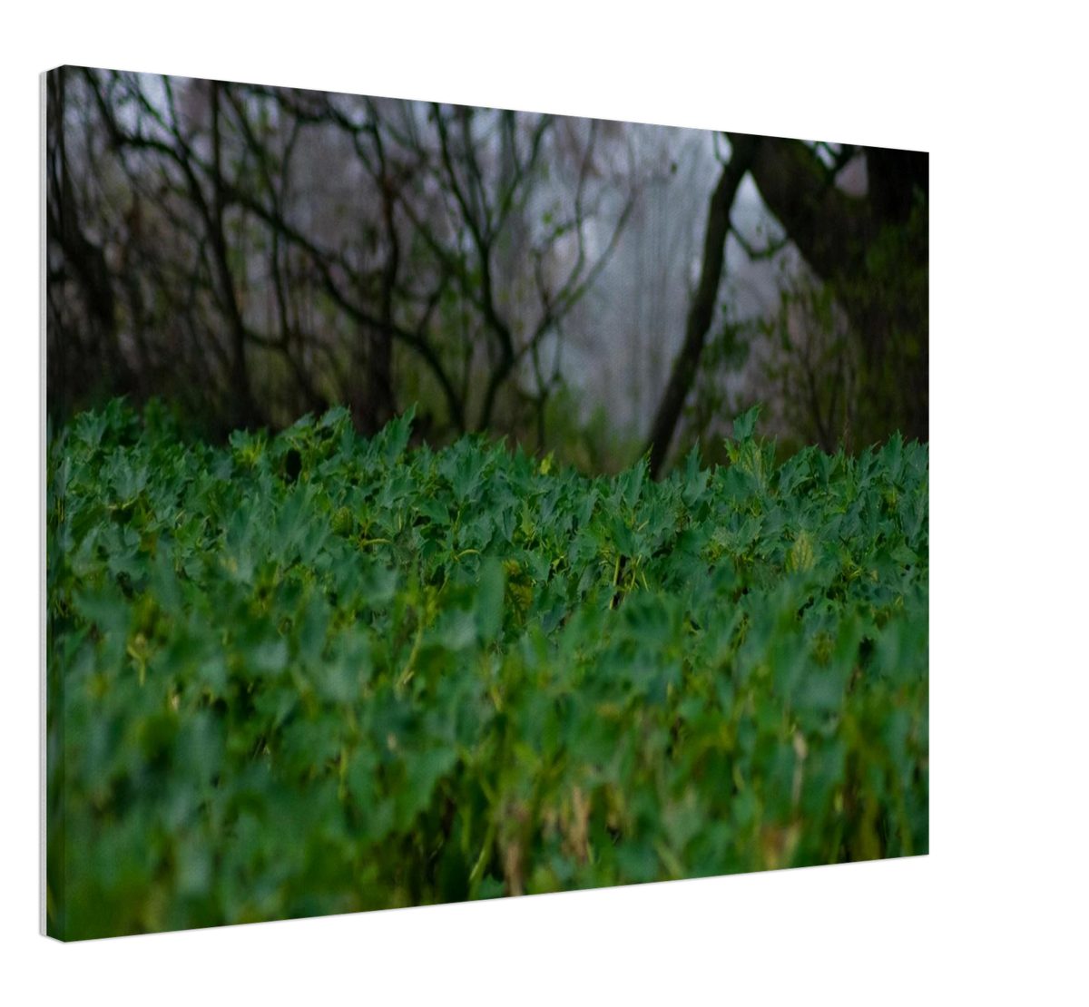 Hedge Row Hidden, shown at an angle to give a sense of depth and scale