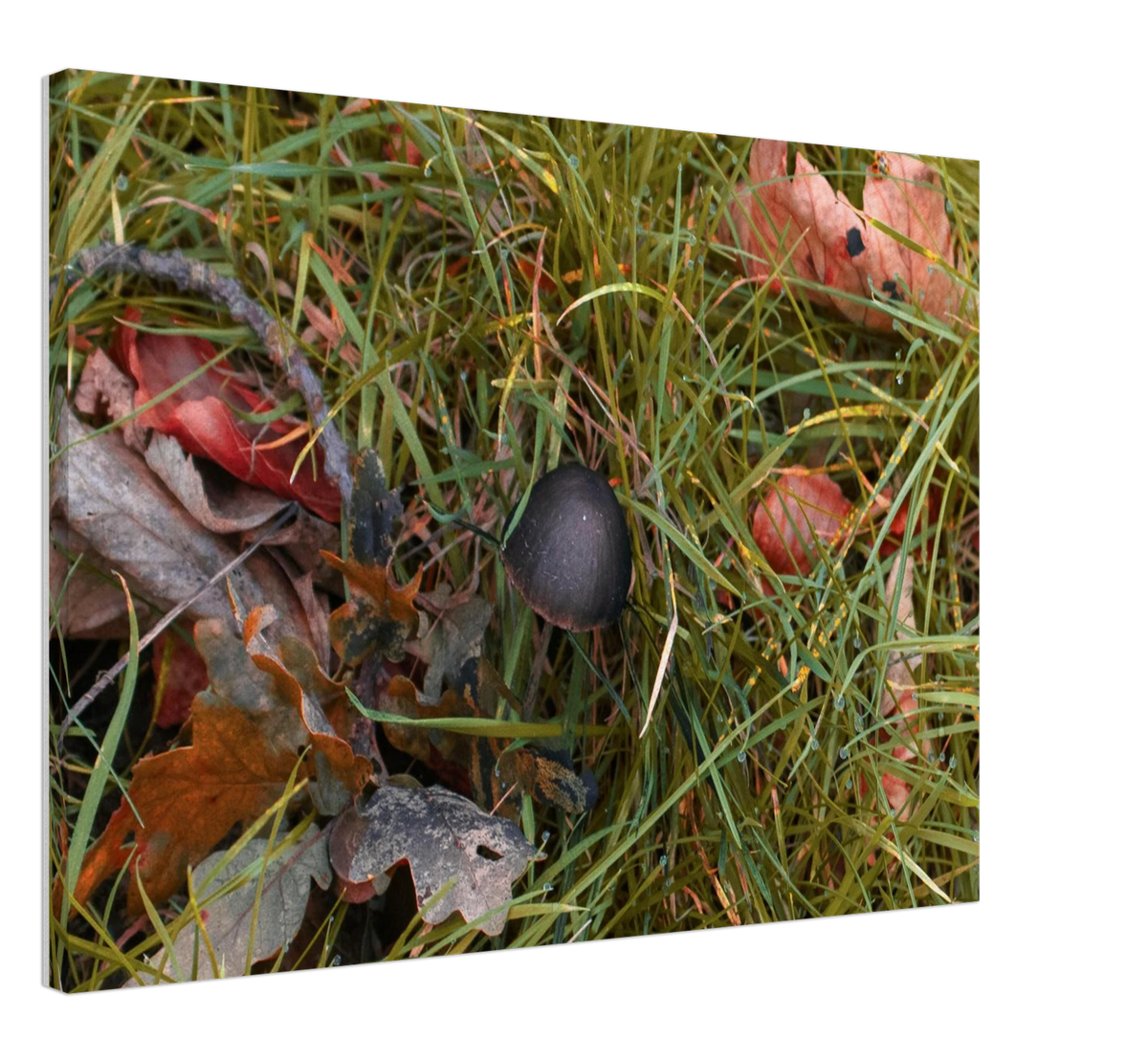 Mushrooms, shown at an angle to give a sense of depth and scale