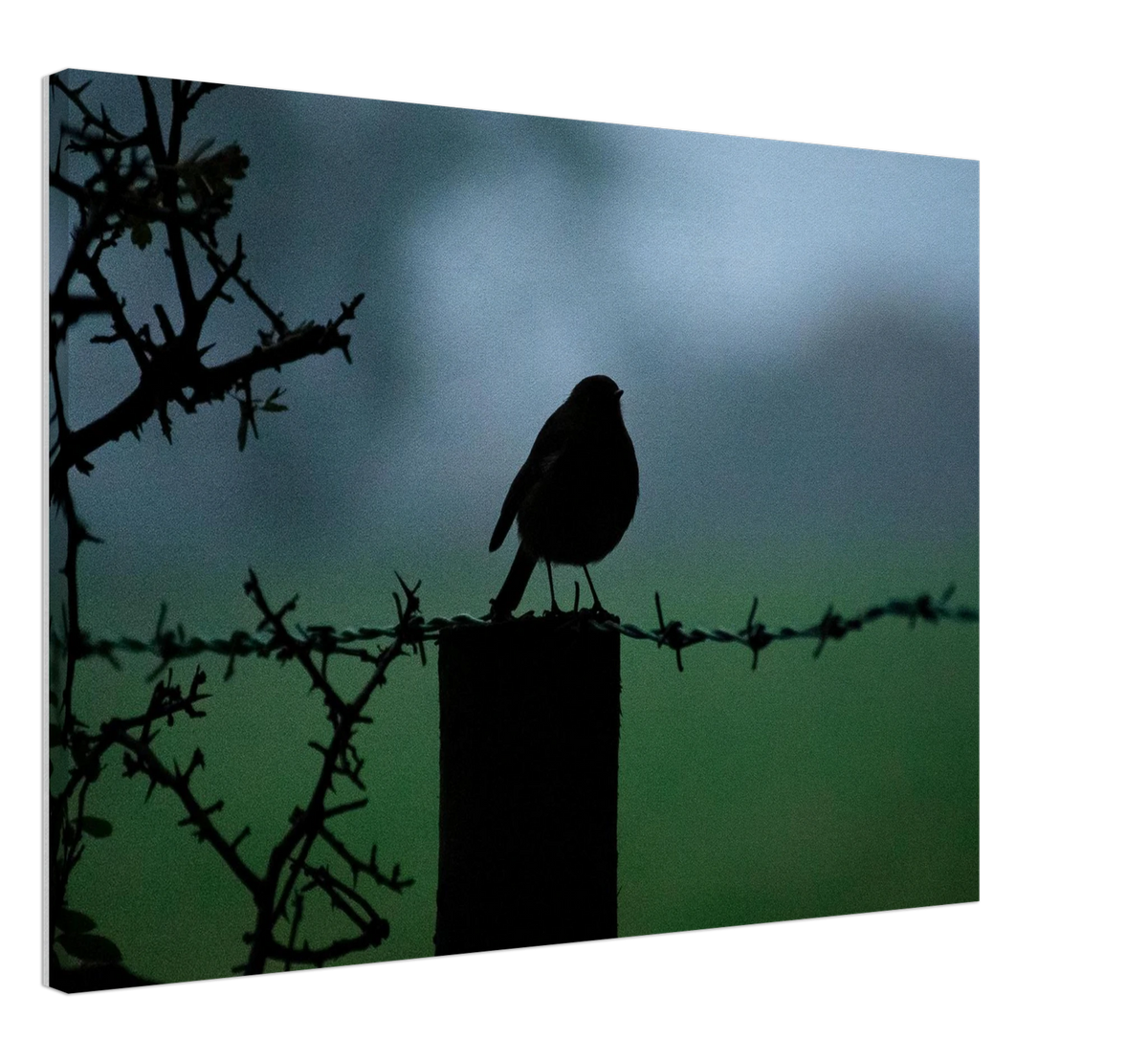 Morning Robin, shown at an angle to give a sense of depth and scale