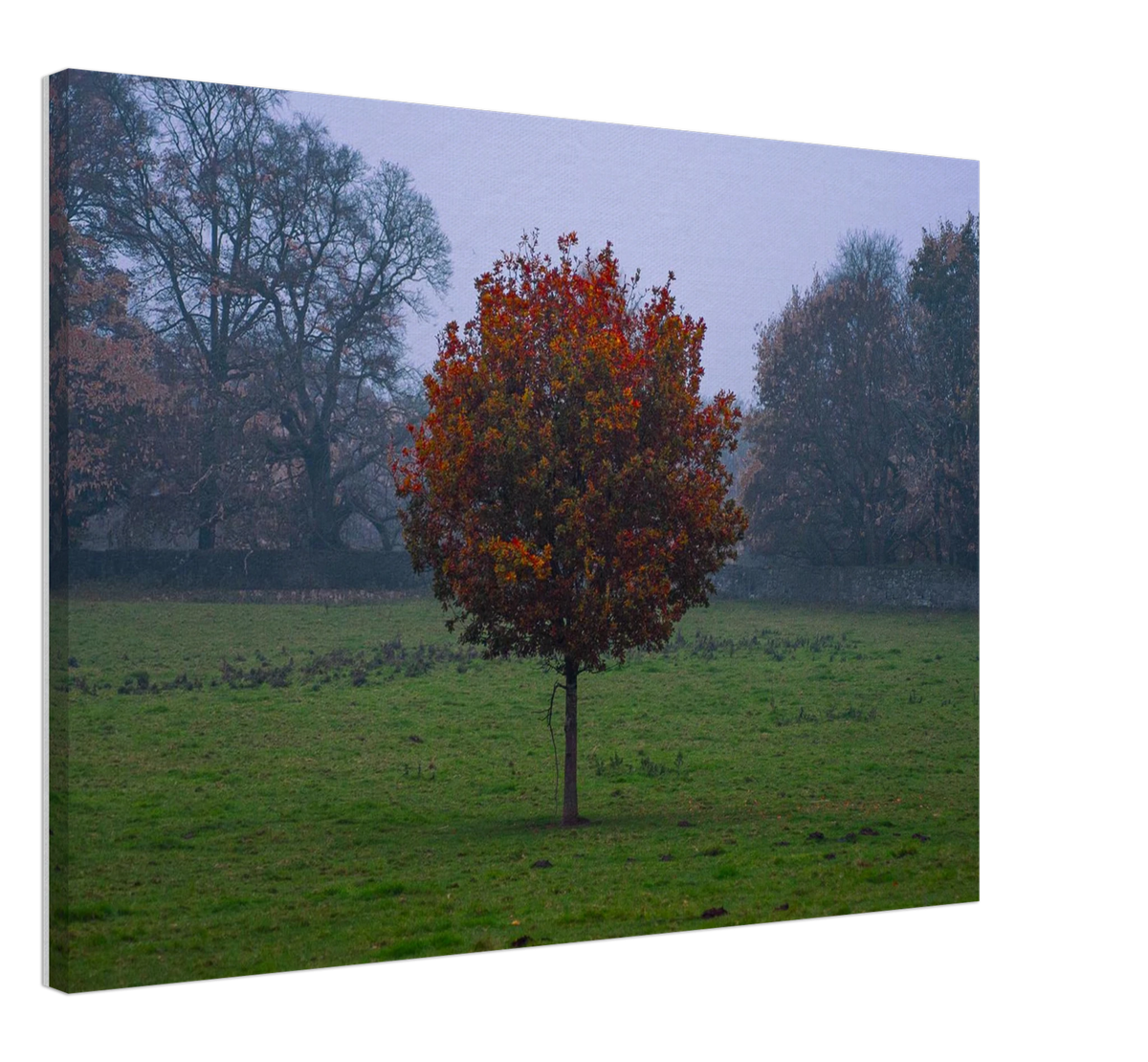 Bloom Alone, shown at an angle to give a sense of depth and scale