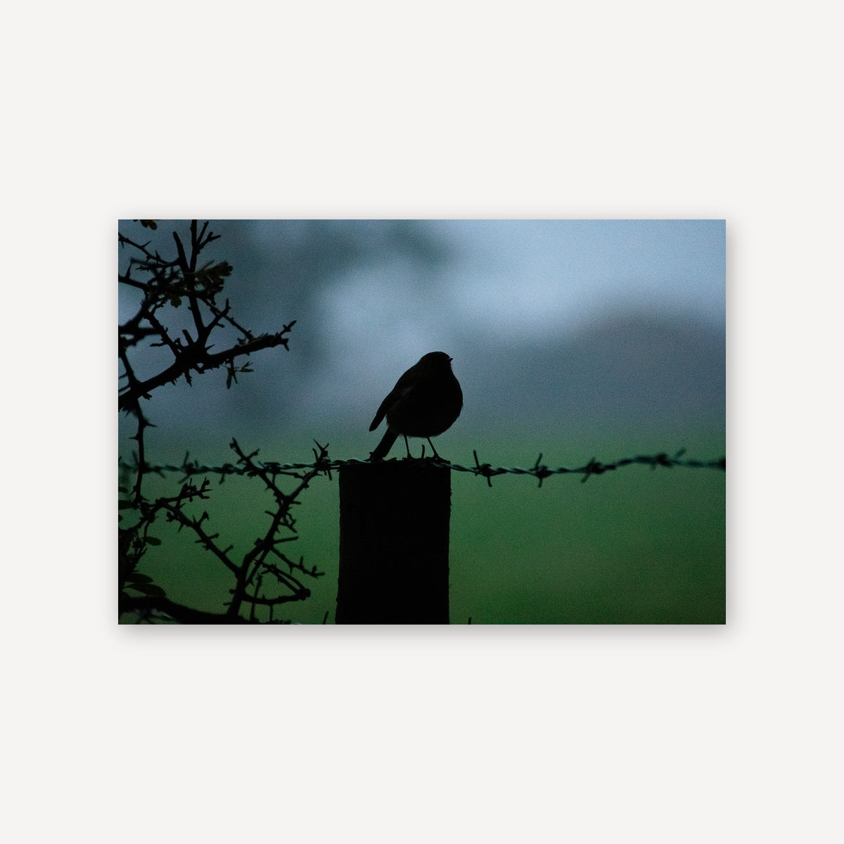 Morning Robin — canvas print