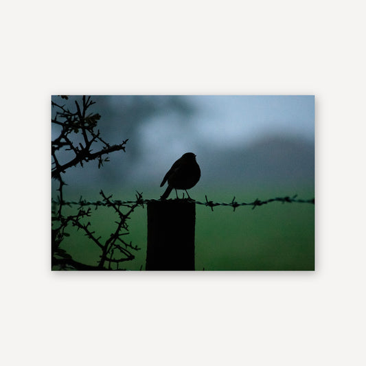 Morning Robin — canvas print