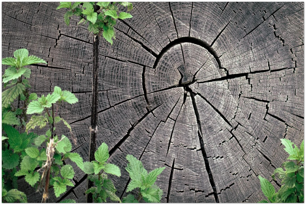 Wooden Years, close-up detail of the print showing paper texture and colour