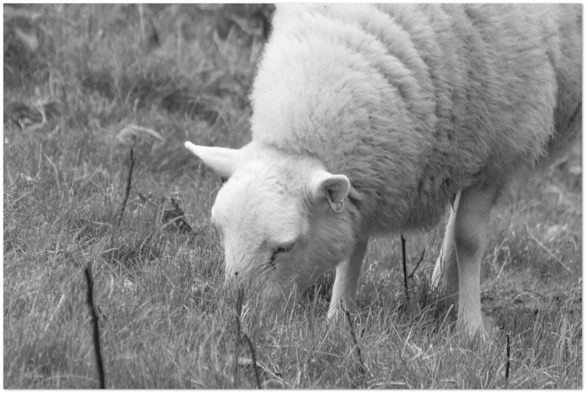 Sheep, close-up detail of the print showing paper texture and colour