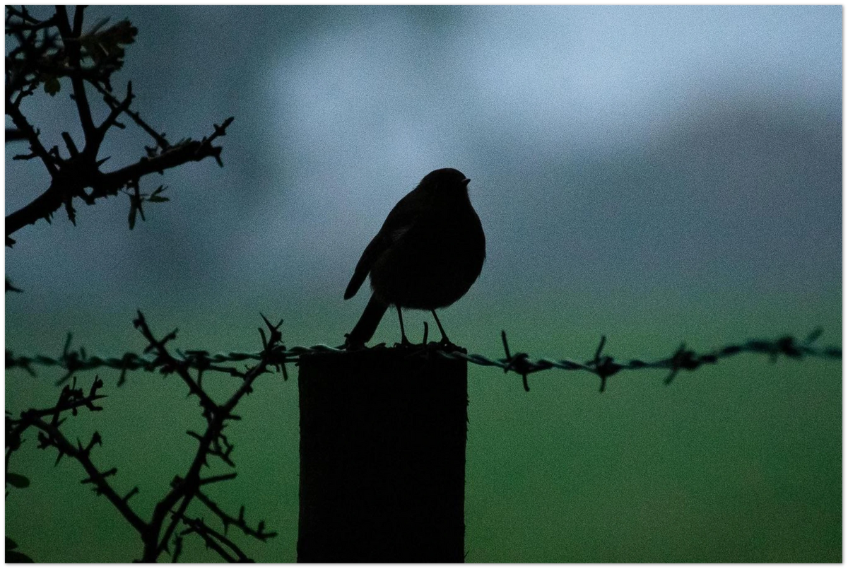 Morning Robin, close-up detail of the print showing paper texture and colour