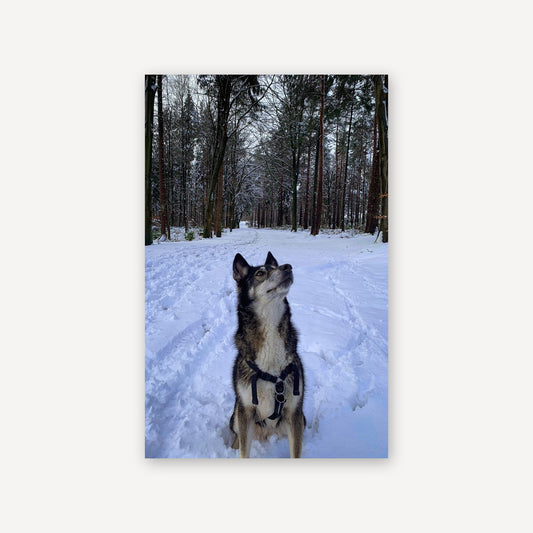 Sitting Snow Dog — canvas print