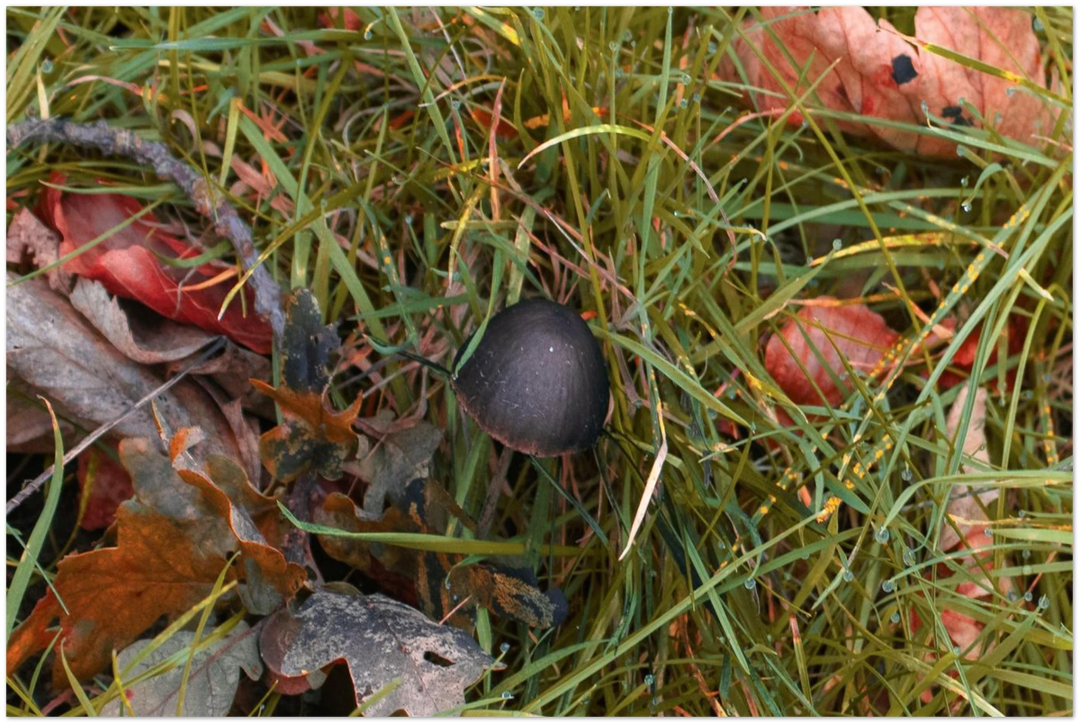 Mushrooms, close-up detail of the print showing paper texture and colour