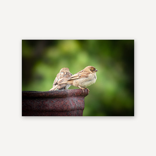 Bokeh Birds — canvas print