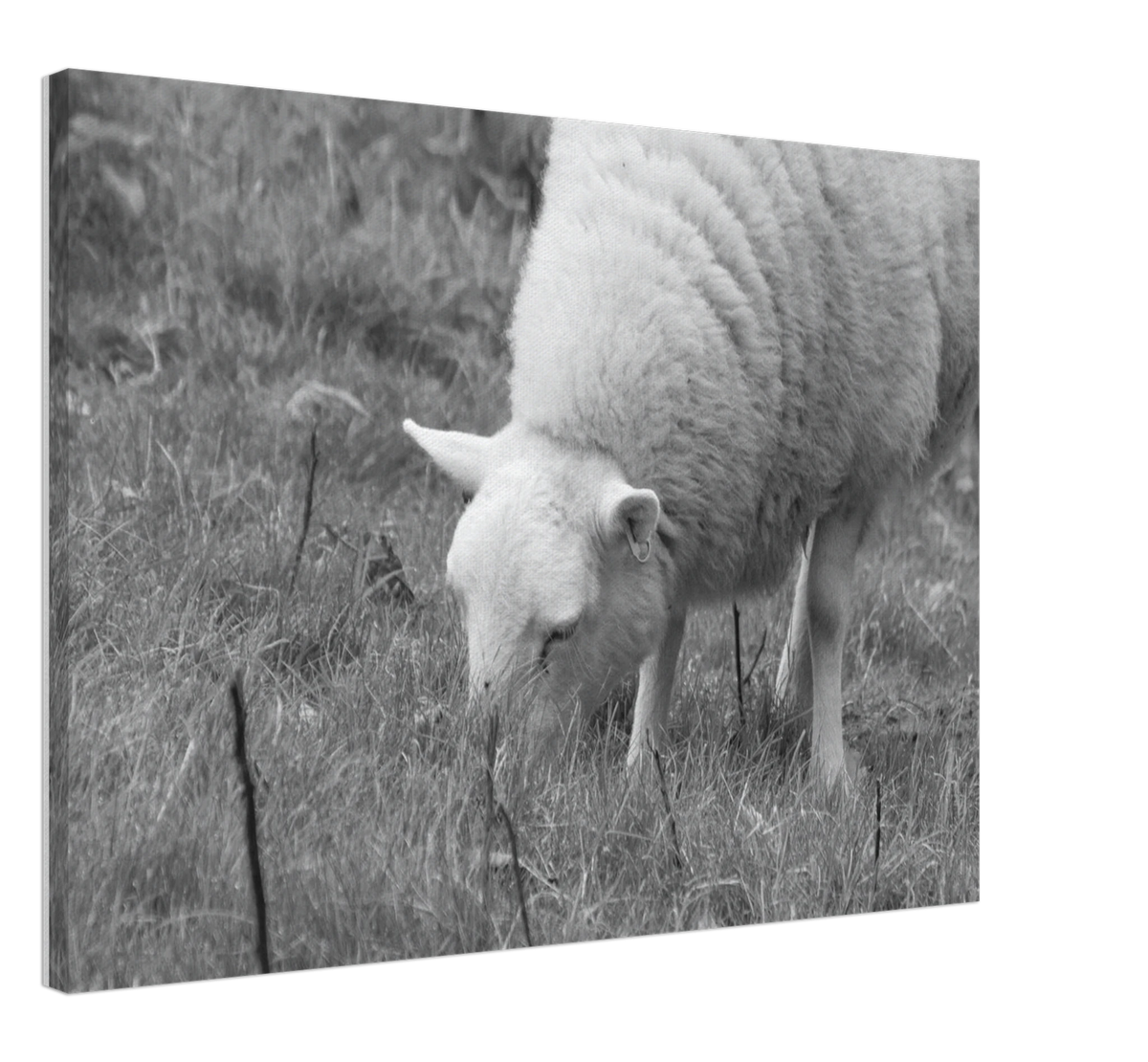 Sheep, shown at an angle to give a sense of depth and scale
