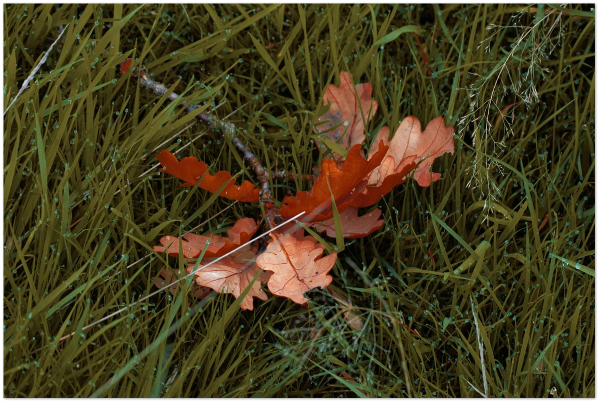 Autumn Leaf, close-up detail of the print showing paper texture and colour