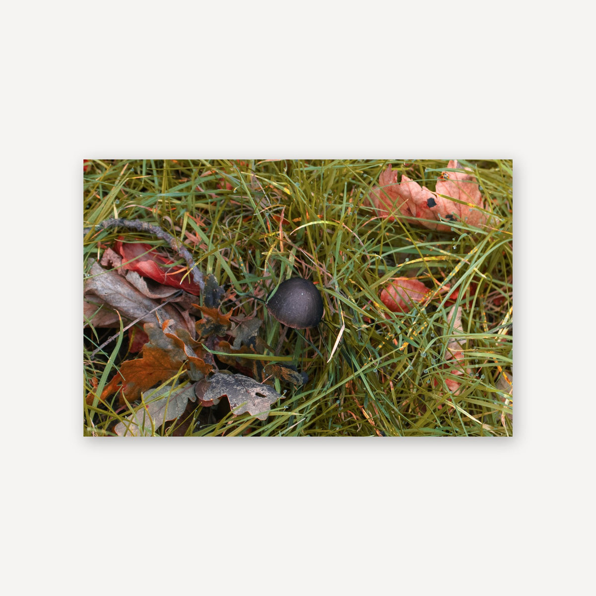 Mushrooms — canvas print