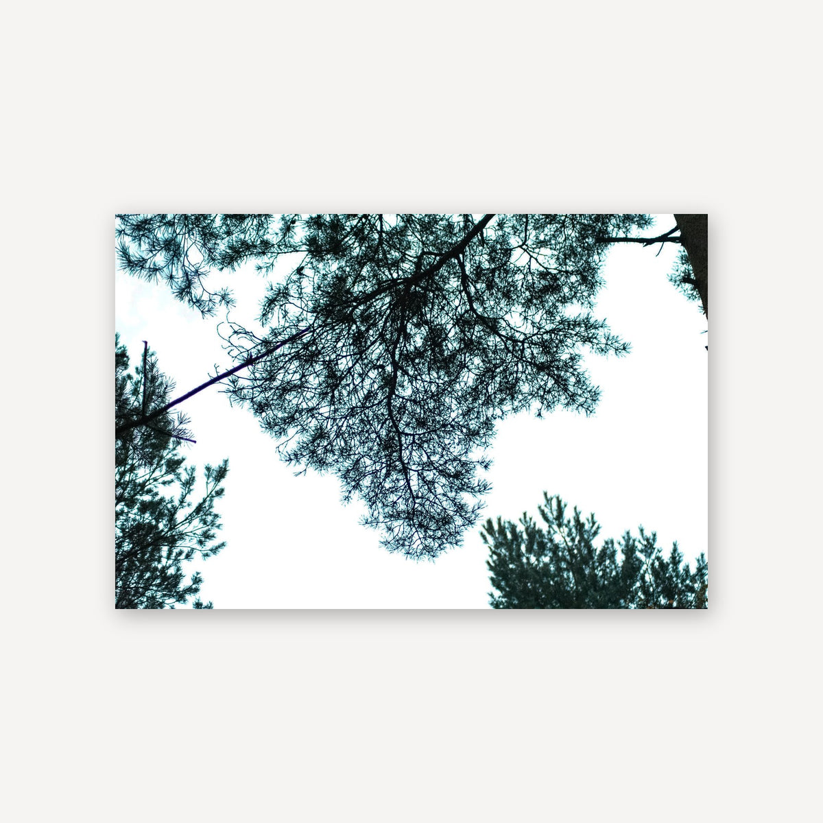 Sky Silhouette — canvas print