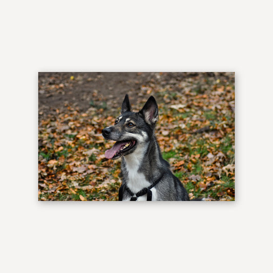 Dog Smile — canvas print