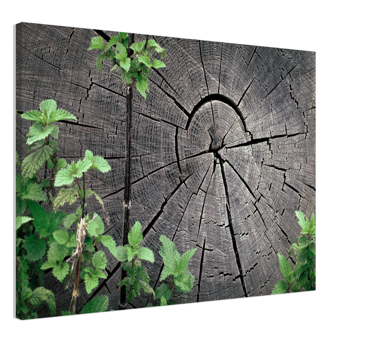 Wooden Years, shown at an angle to give a sense of depth and scale