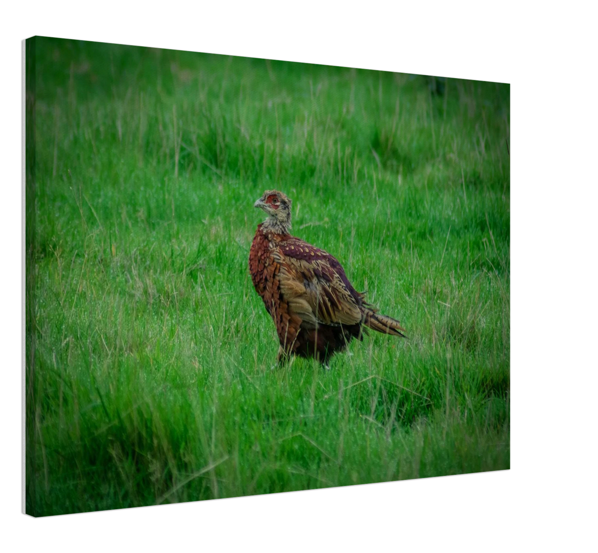 Pheasant Perch, shown at an angle to give a sense of depth and scale