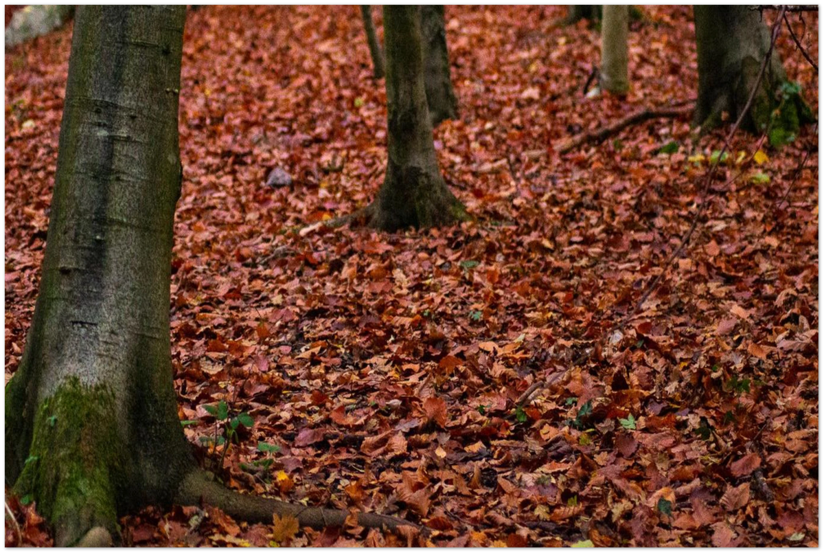 Autumn Leaves, close-up detail of the print showing paper texture and colour