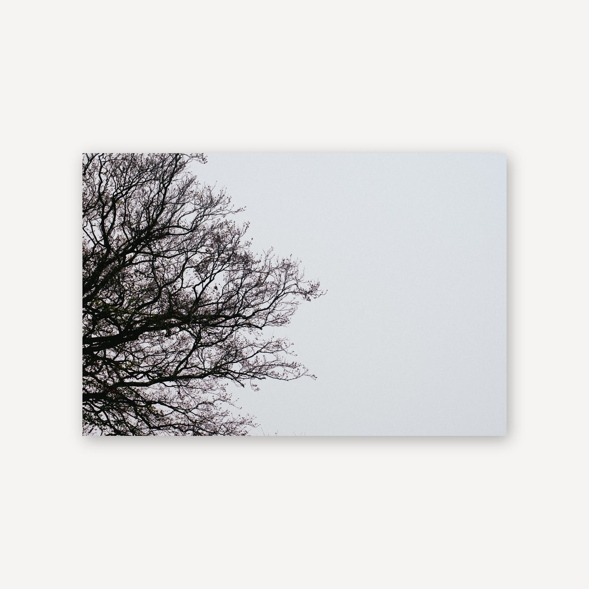Adjacent Branches — canvas print