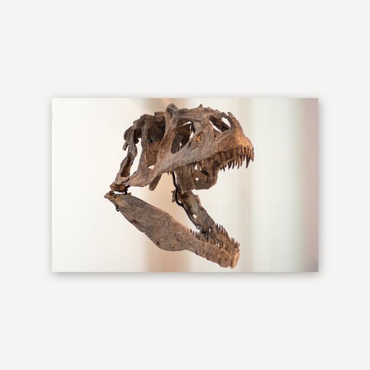 T Rex Skull — canvas print