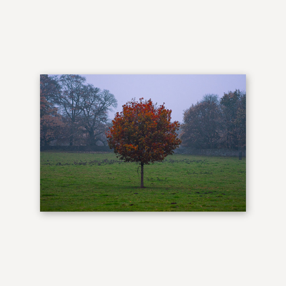 Bloom Alone — canvas print