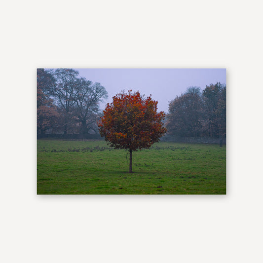 Bloom Alone — canvas print