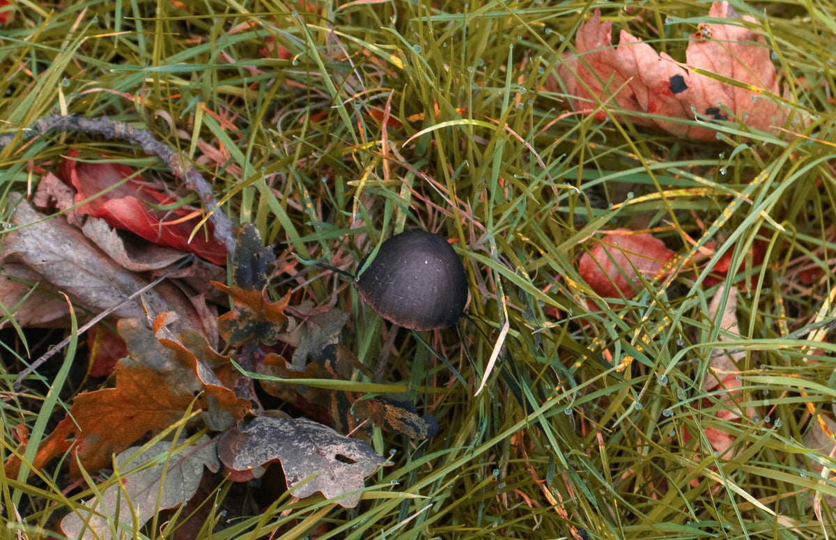 Mushrooms, Wild mushrooms on the forest floor, original fine-art photograph