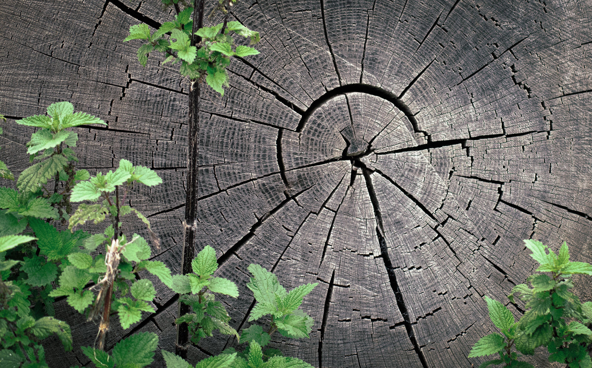 Wooden Years, The grain of old weathered wood, original fine-art photograph