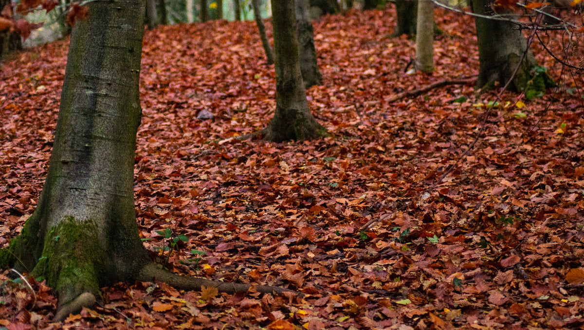 Autumn Leaves, Scattered autumn leaves, original fine-art photograph