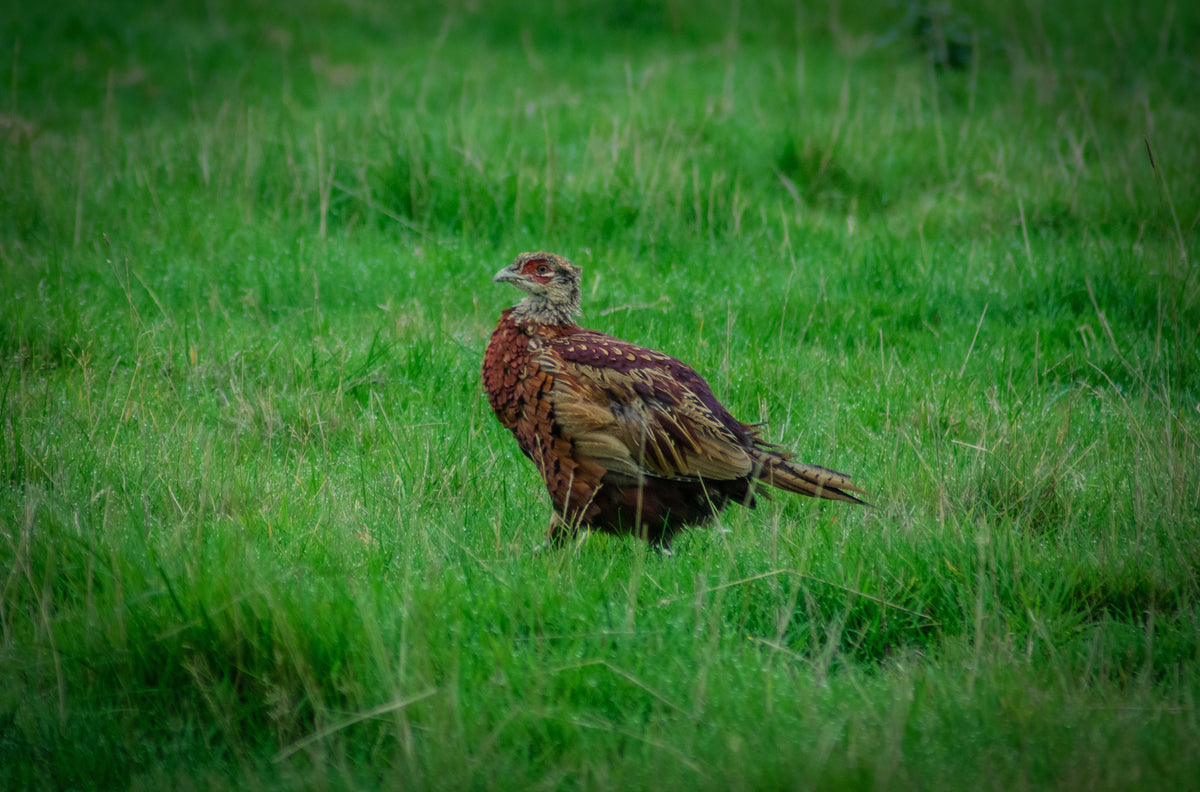 Pheasant Perch, A pheasant perched on a post, original fine-art photograph