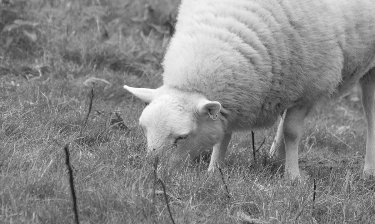 Sheep, A Welsh sheep grazing, black and white, photographed in North Wales, original fine-art photograph