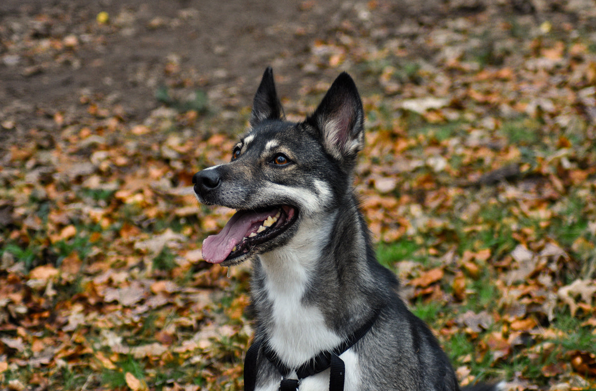 Dog Smile, A dog grinning at the camera, original fine-art photograph