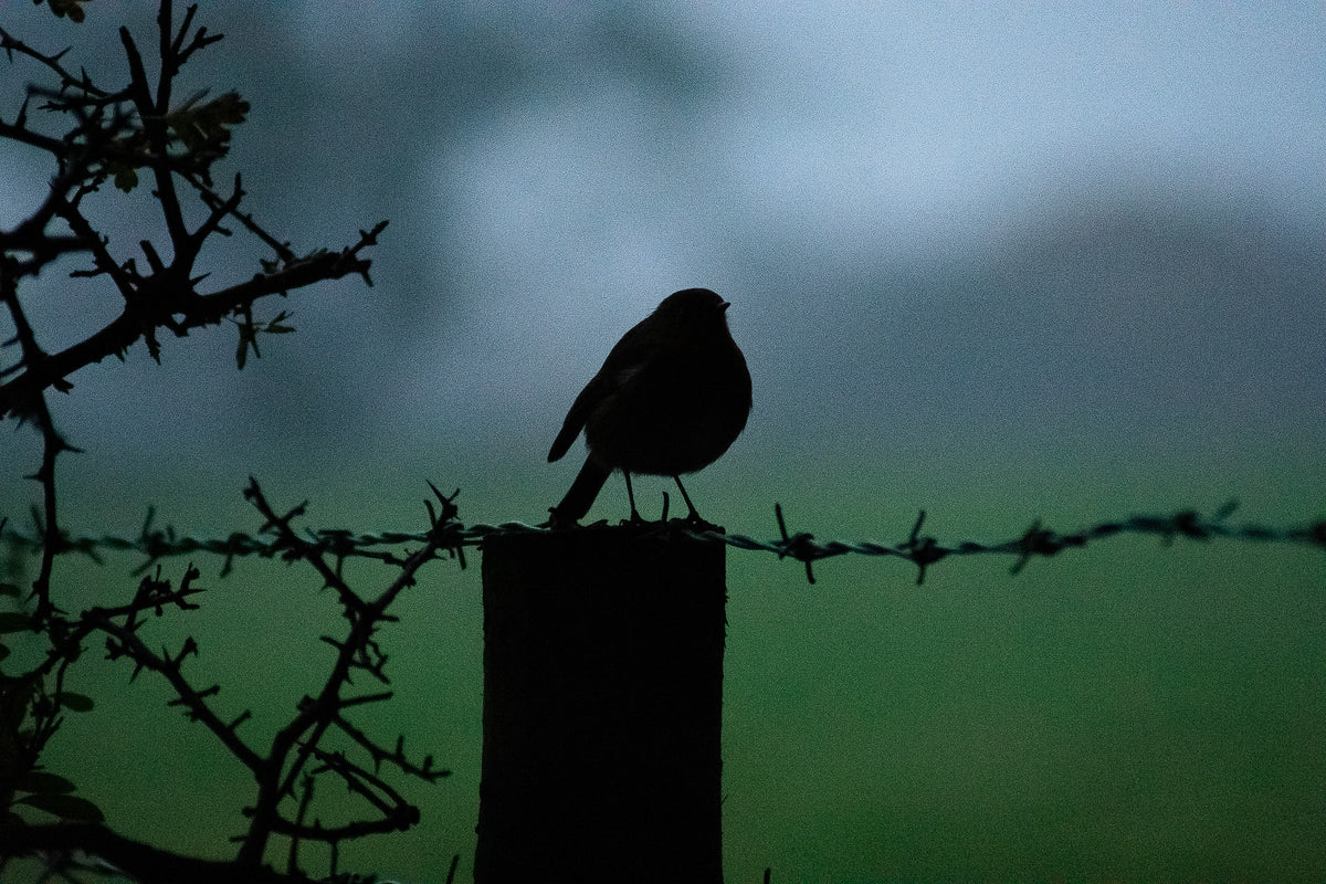 Morning Robin, A robin perched in morning light, original fine-art photograph