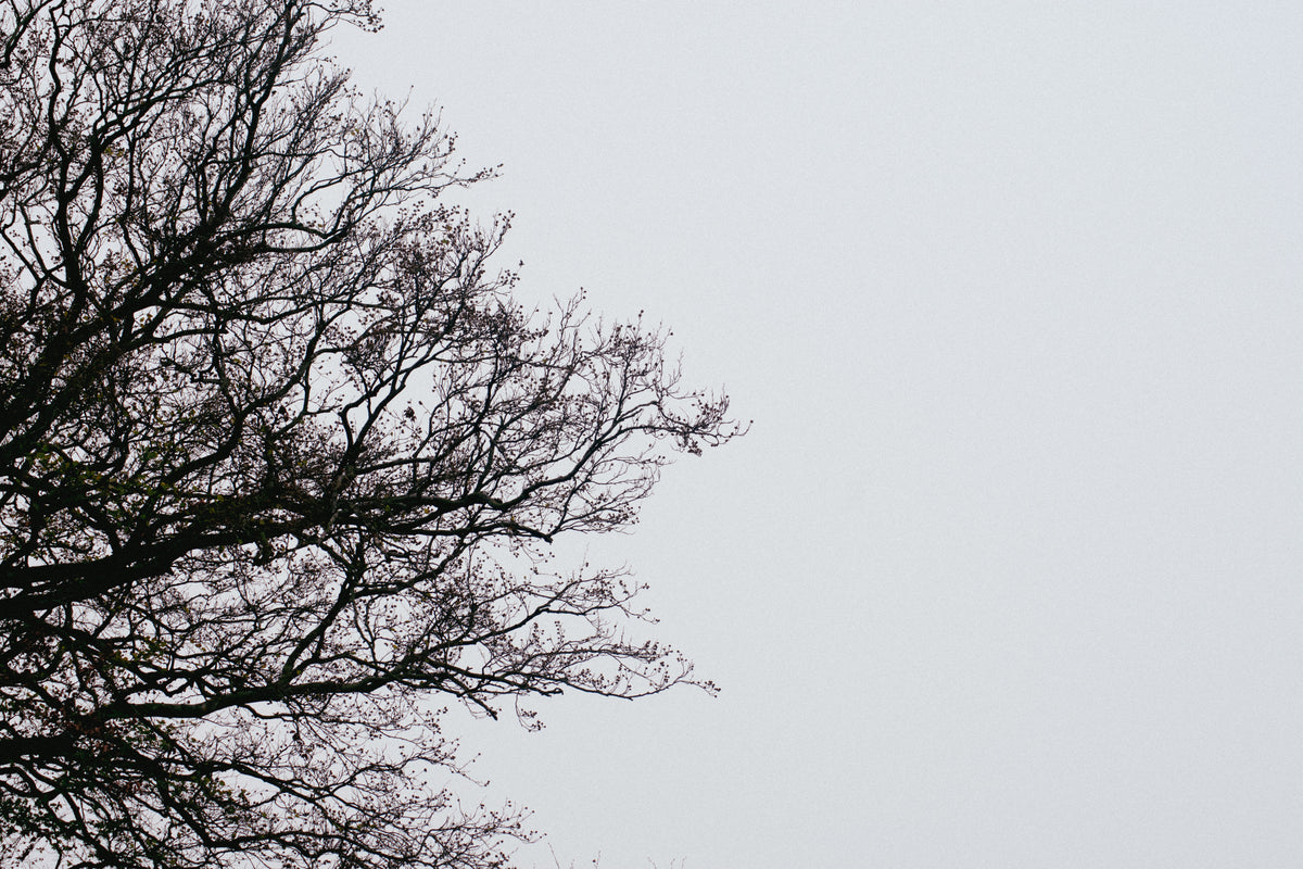 Adjacent Branches, Bare winter branches against sky, original fine-art photograph