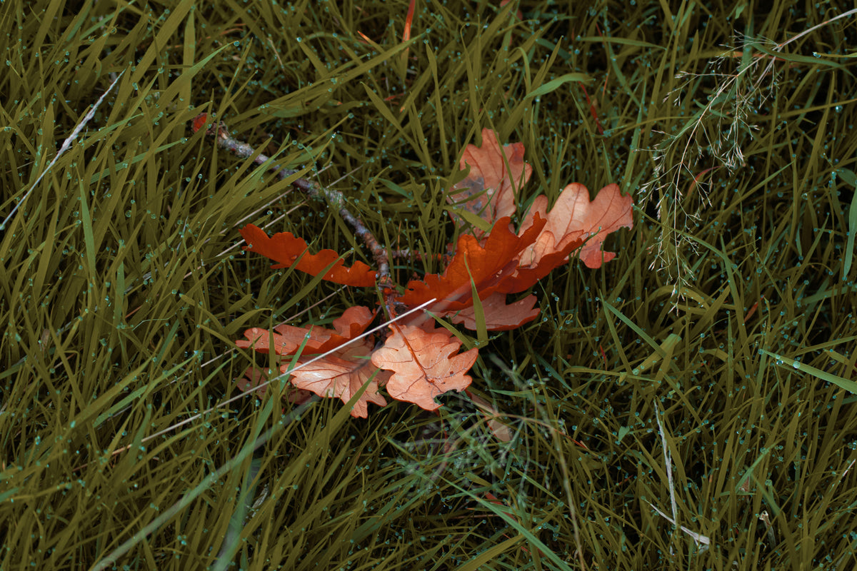 Autumn Leaf, A single backlit autumn leaf, original fine-art photograph