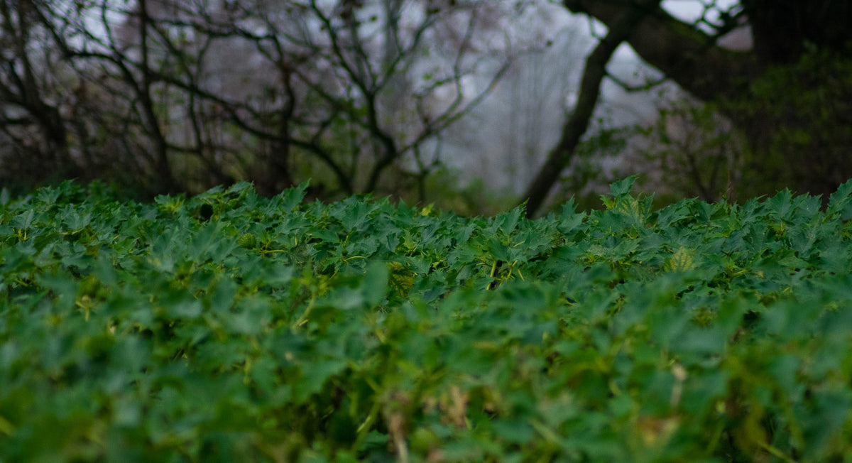 Hedge Row Hidden, A path hidden in the hedgerows, photographed in North Wales, original fine-art photograph