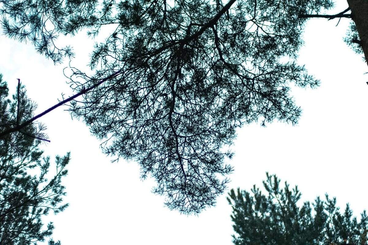 Sky Silhouette, Trees silhouetted against a bright sky, original fine-art photograph