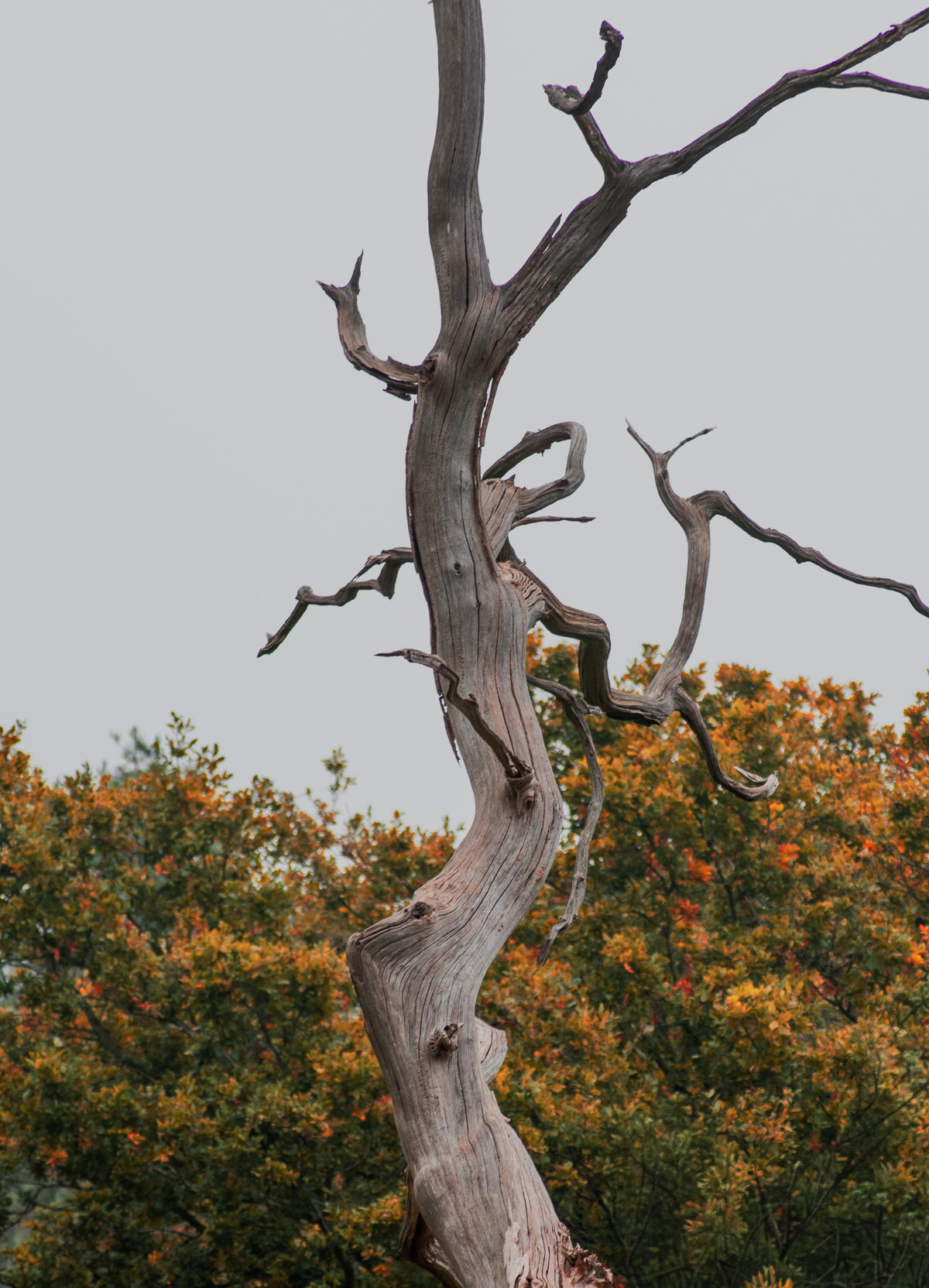 Withered Wood, A weathered dead tree, original fine-art photograph