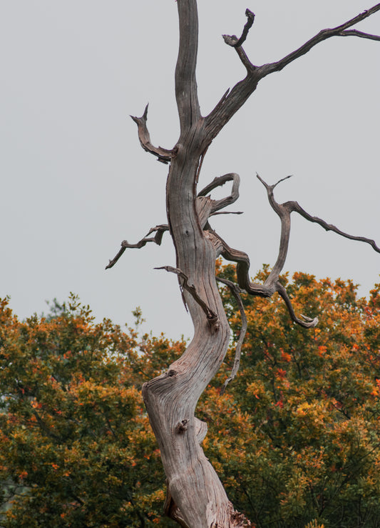 Withered Wood, A weathered dead tree, original fine-art photograph