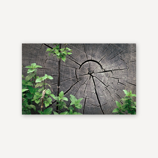 Wooden Years — canvas print