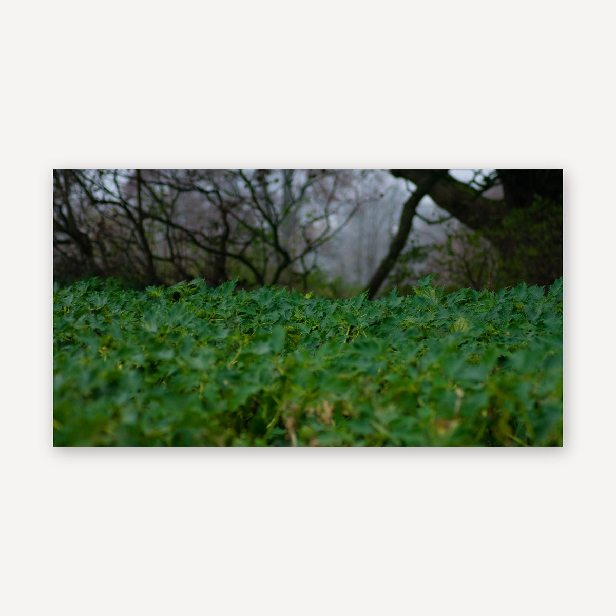 Hedge Row Hidden — canvas print