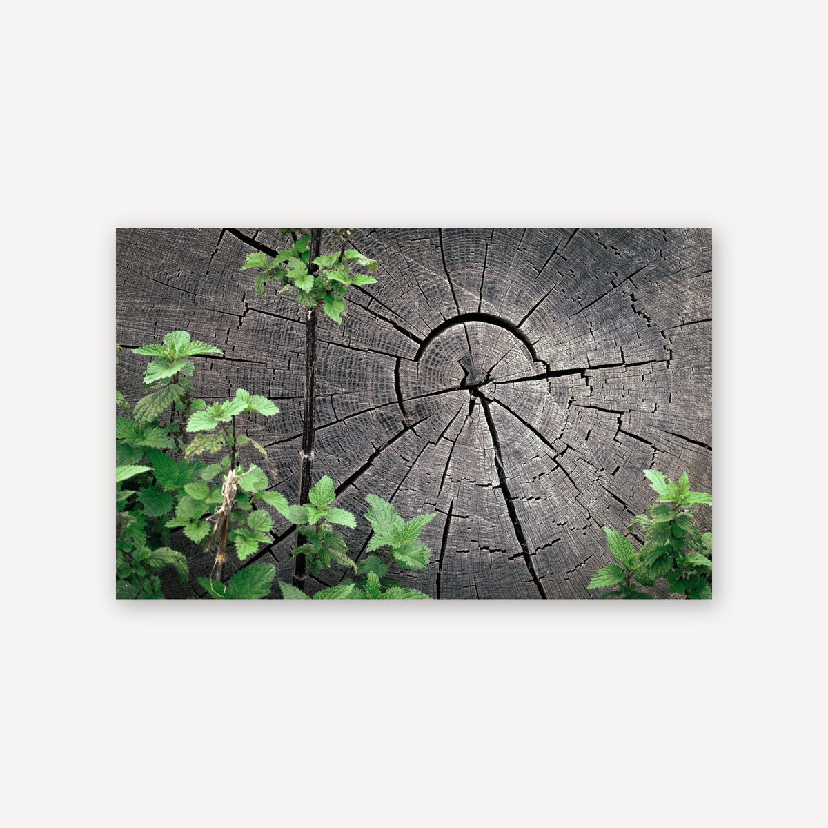 Wooden Years — canvas print