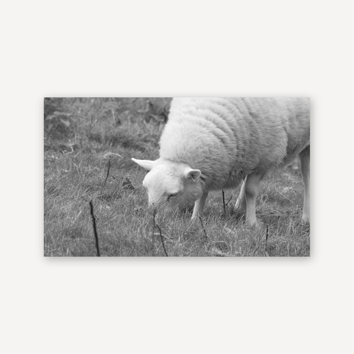 Sheep — canvas print