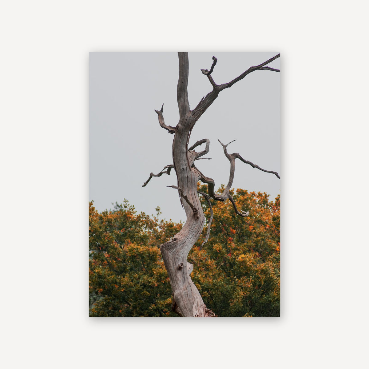Withered Wood — canvas print