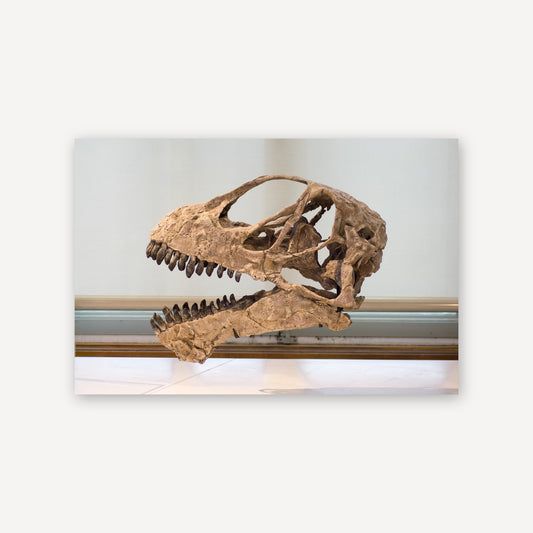 T Rex Side Skull — canvas print