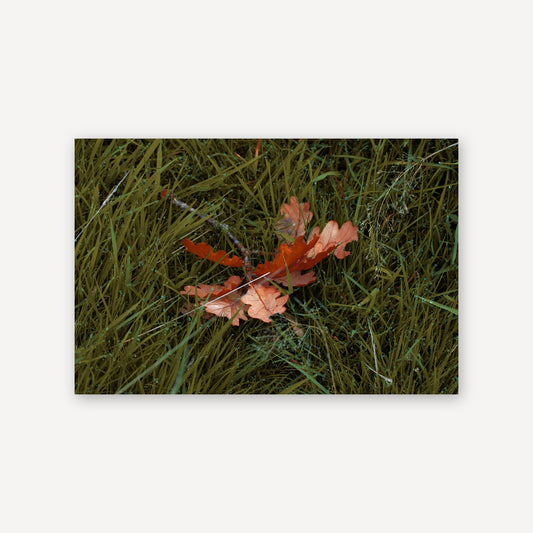 Autumn Leaf — canvas print
