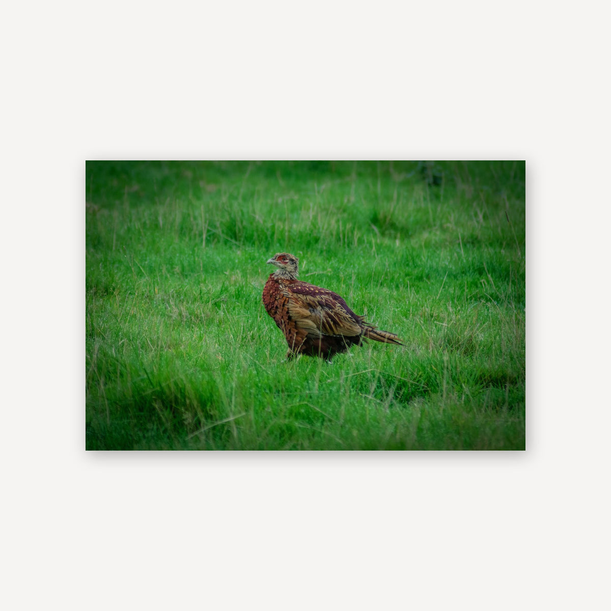Pheasant Perch — canvas print